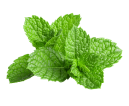 Peppermint