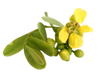 Senna Leaf