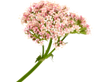 Valerian Root